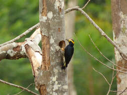 Image of Tellow-tufted Woodpecker