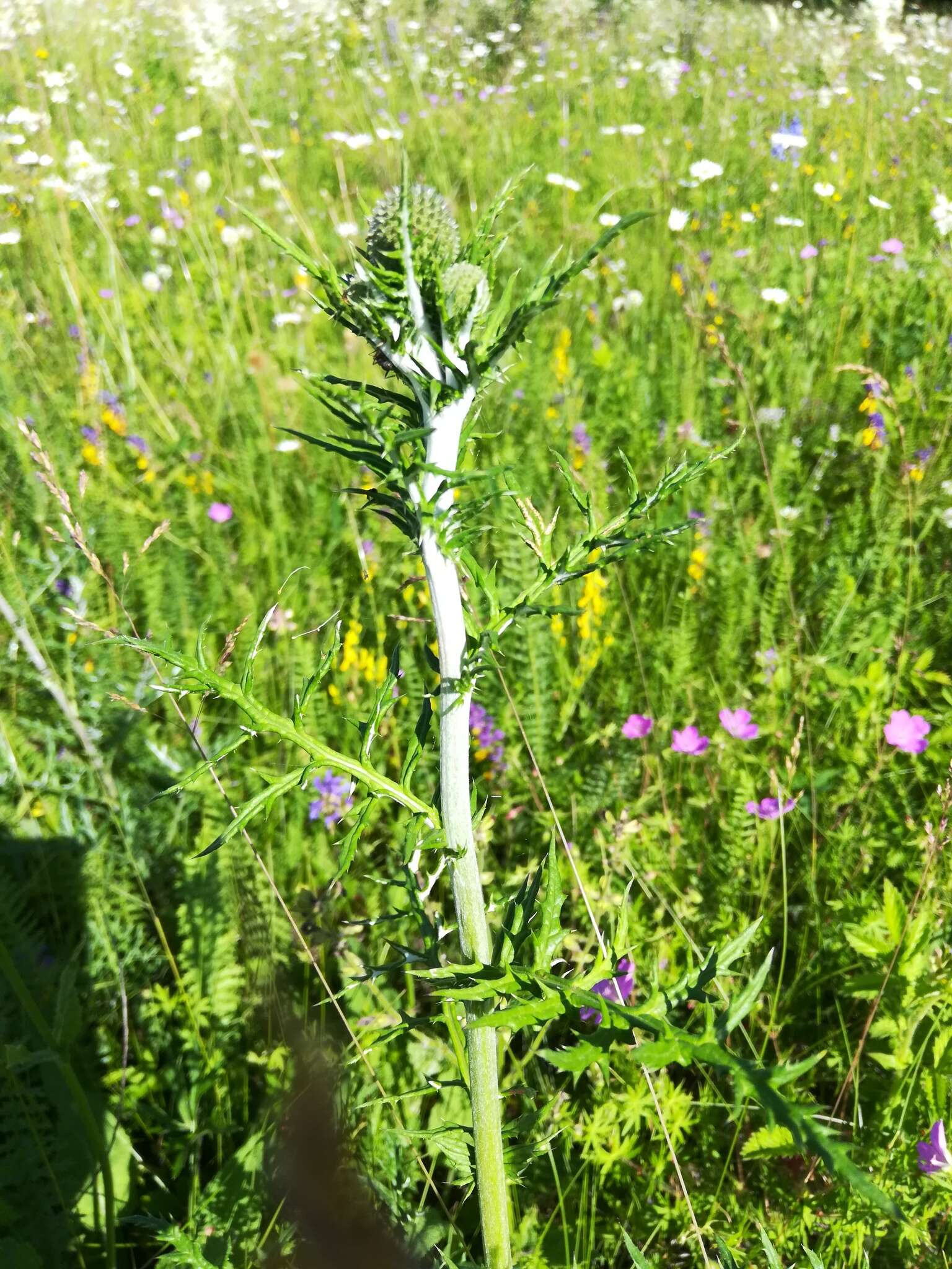 Image of southern globethistle