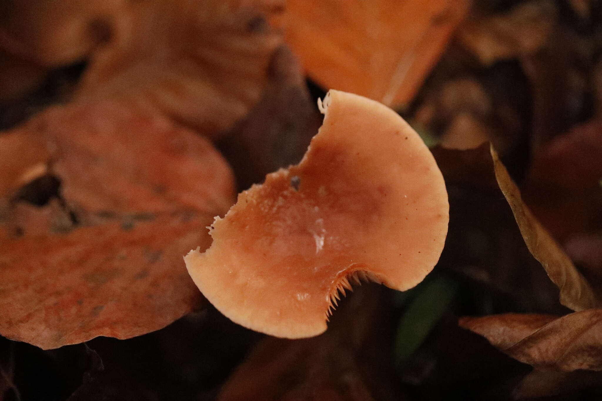 Image of Birch Milkcap