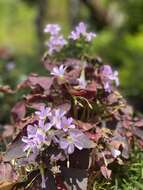 Image of Wood sorrel