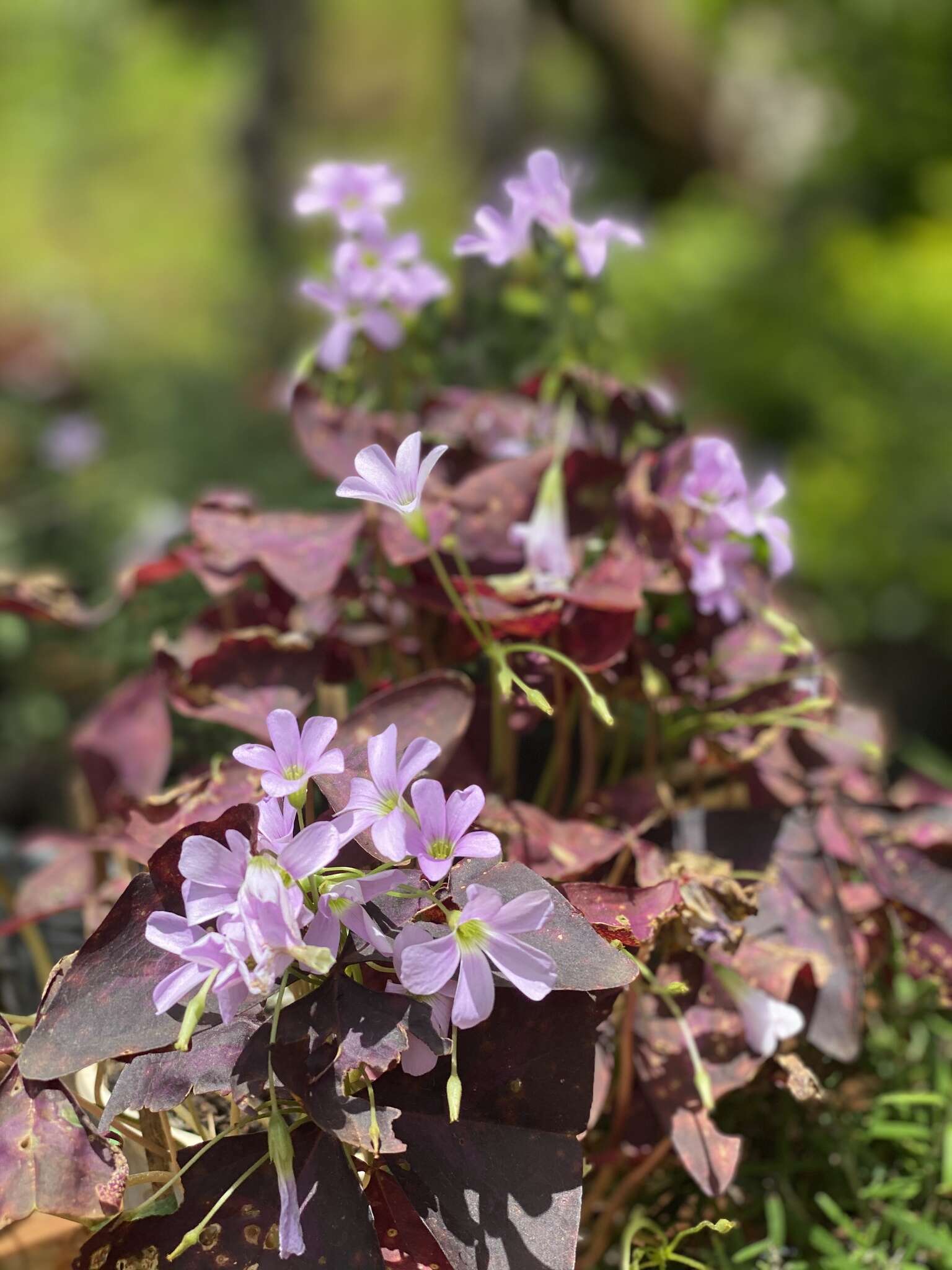 Image of Wood sorrel