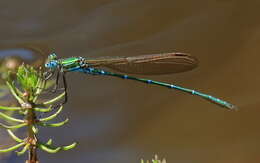 Image of Austrolestes cingulatus (Burmeister 1839)