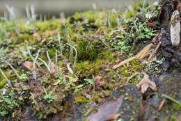 صورة Cladonia peziziformis (With.) J. R. Laundon