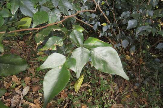 Plancia ëd Indigofera natalensis Bolus