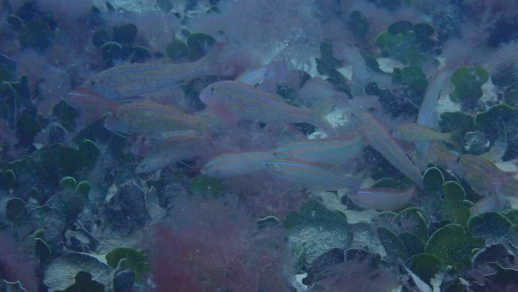 Image of West African Goatfish