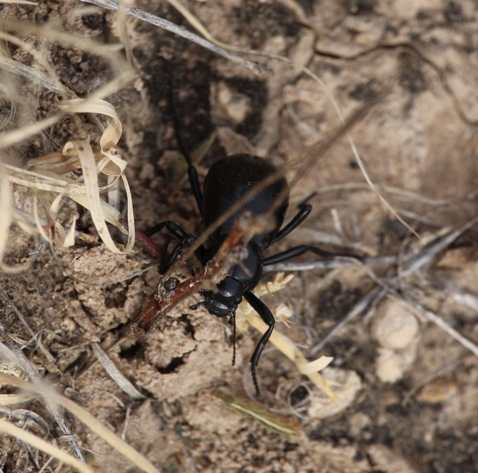 Image of Stenomorpha (Stenomorpha) convexicollis (Le Conte 1854)