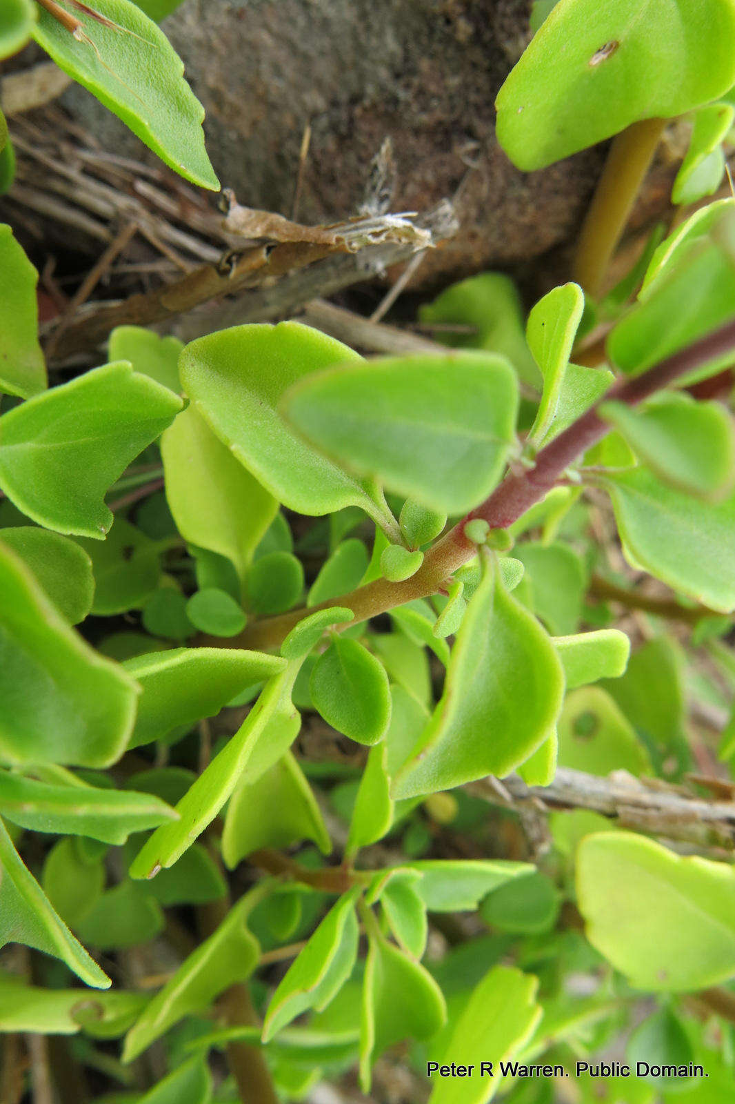 Слика од Aeollanthus parvifolius Benth.