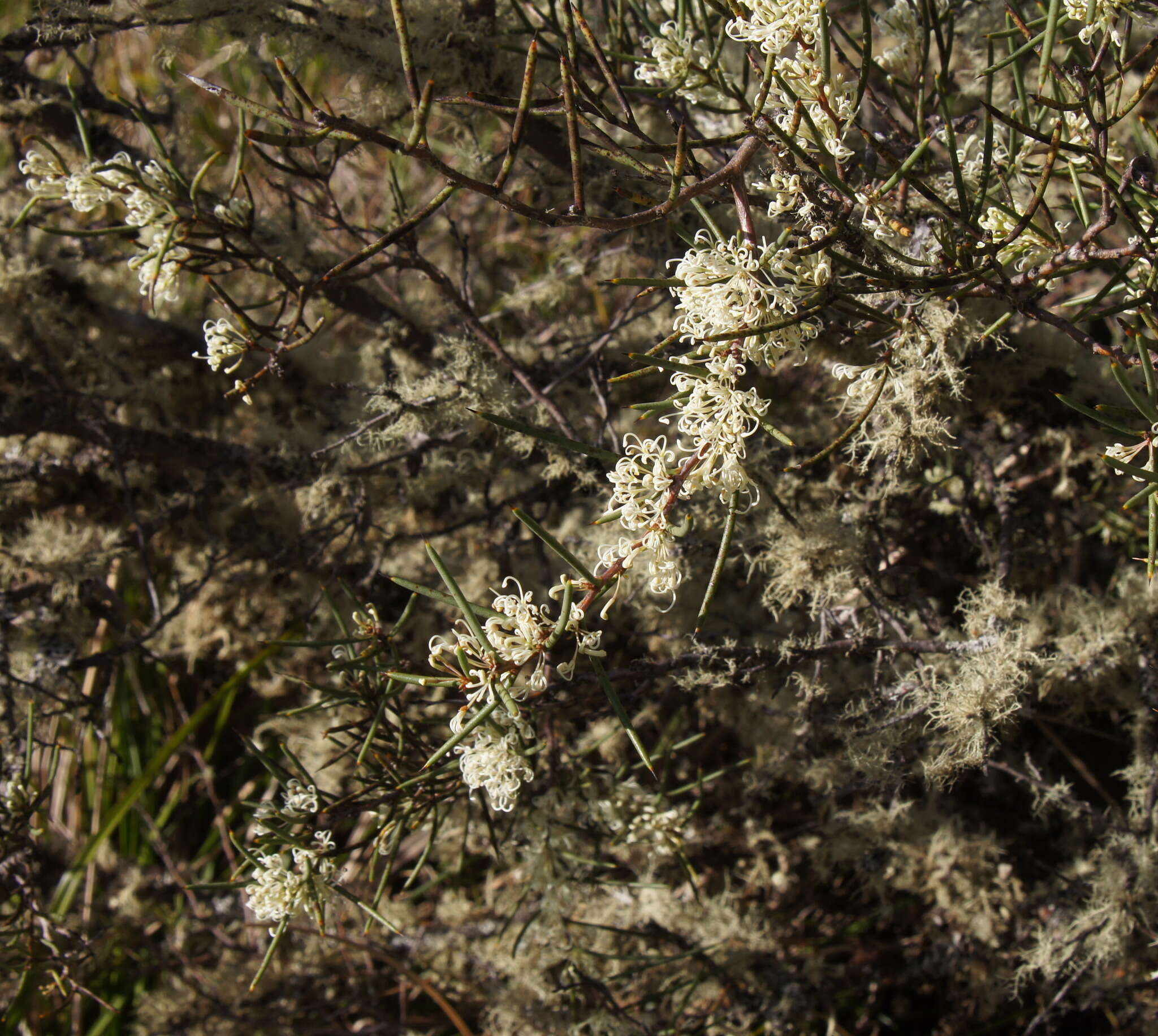 Image of Hakea microcarpa R. Br.