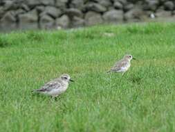 Charadrius obscurus aquilonius Dowding 1994 resmi