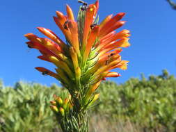 Image of Erica grandiflora subsp. grandiflora