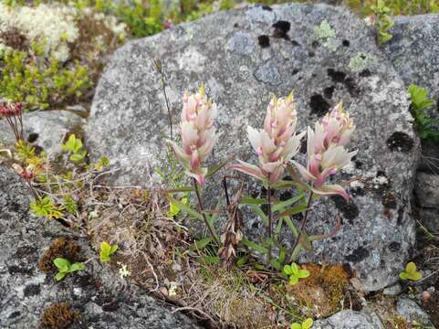 Слика од Castilleja pallida var. lapponica (Gand. ex Rebrist.) J. M. Egger