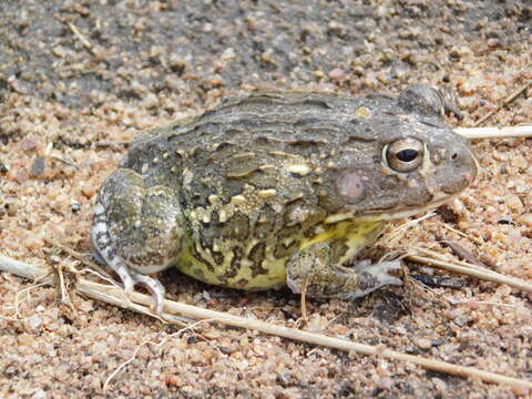 Image of African Bullfrog