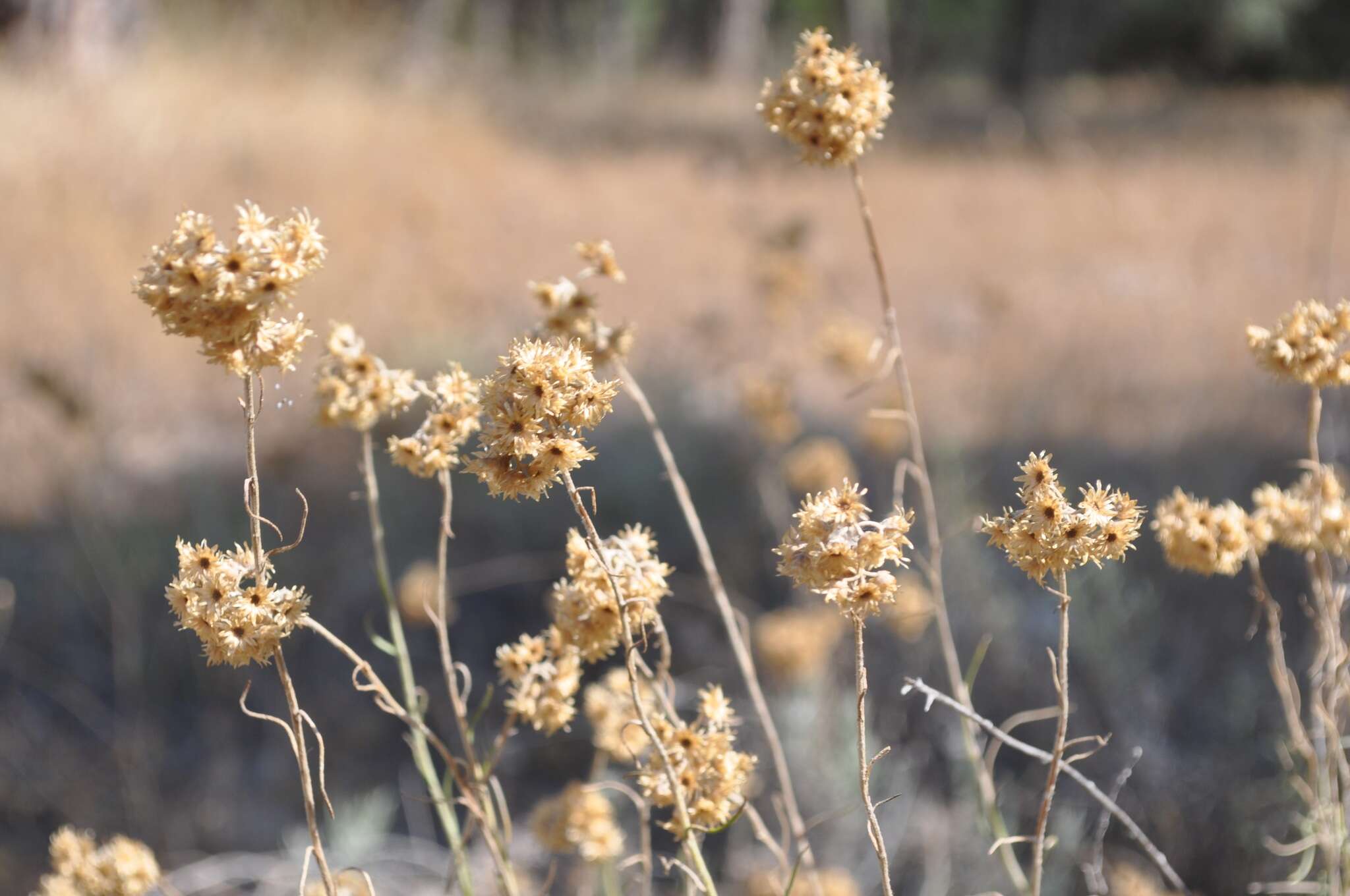 Image of yellow amaranth