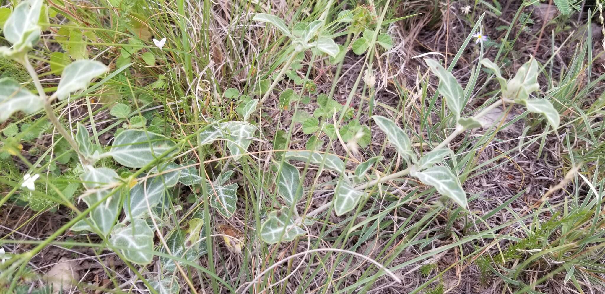 Image of Texas trumpets