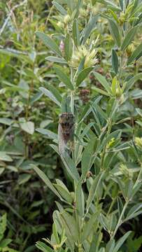 Image of Plains Dog-day Cicada