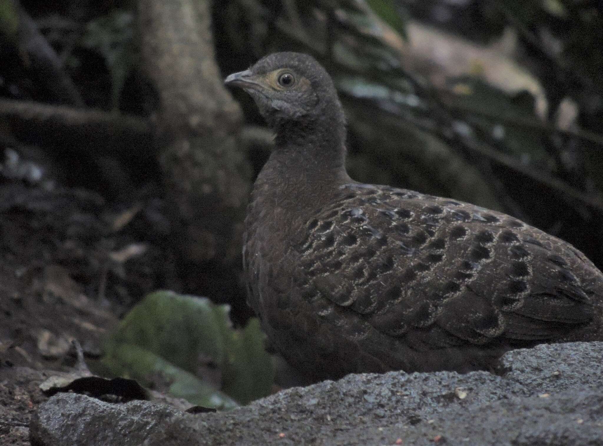 Слика од Polyplectron bicalcaratum (Linnaeus 1758)