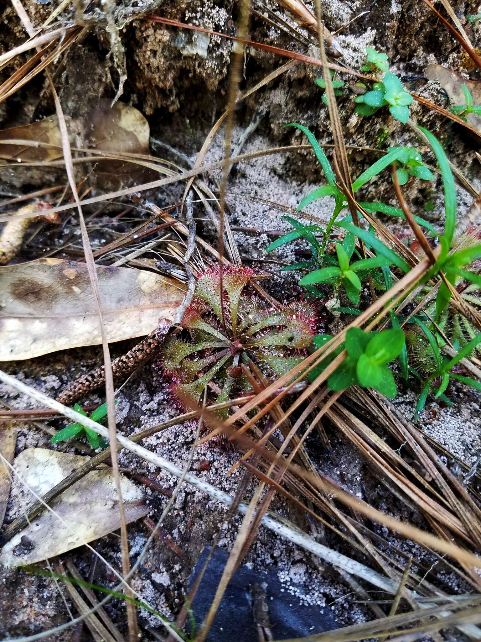 Image of dwarf sundew