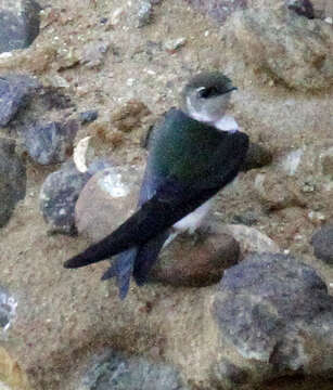 Image of Violet-green Swallow