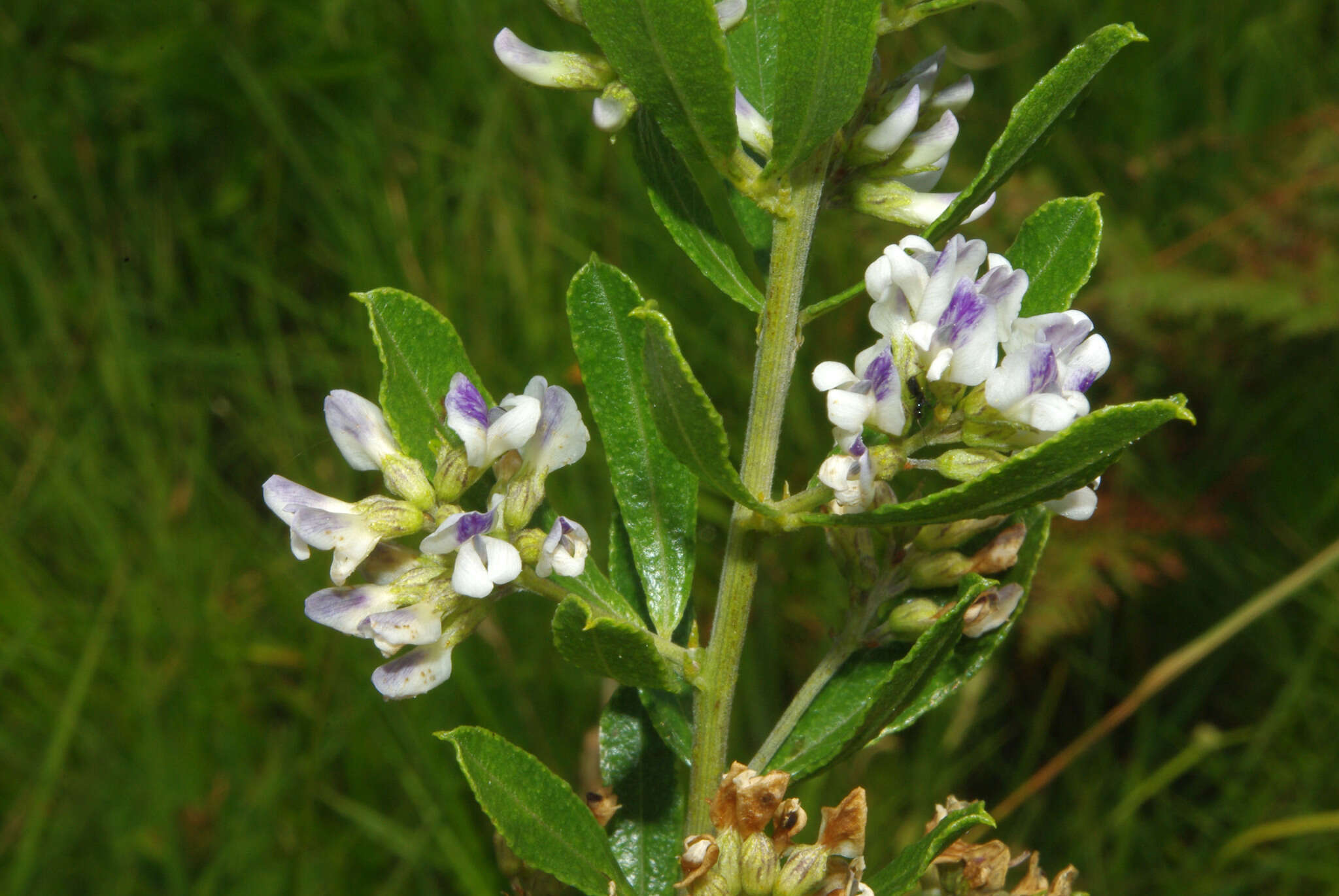 Image of Grassland blue pea