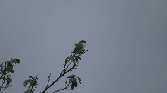 Image of Gray-hooded Parakeet