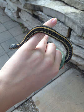 Image of Plains Garter Snake
