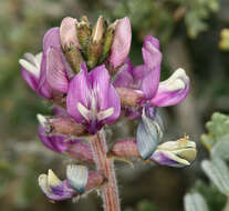 Image of Minthorn's milkvetch