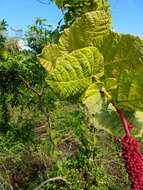 Coccoloba rugosa Desf. resmi