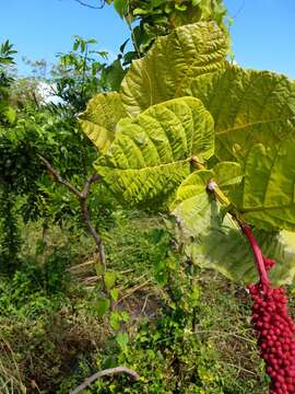 Coccoloba rugosa Desf. resmi