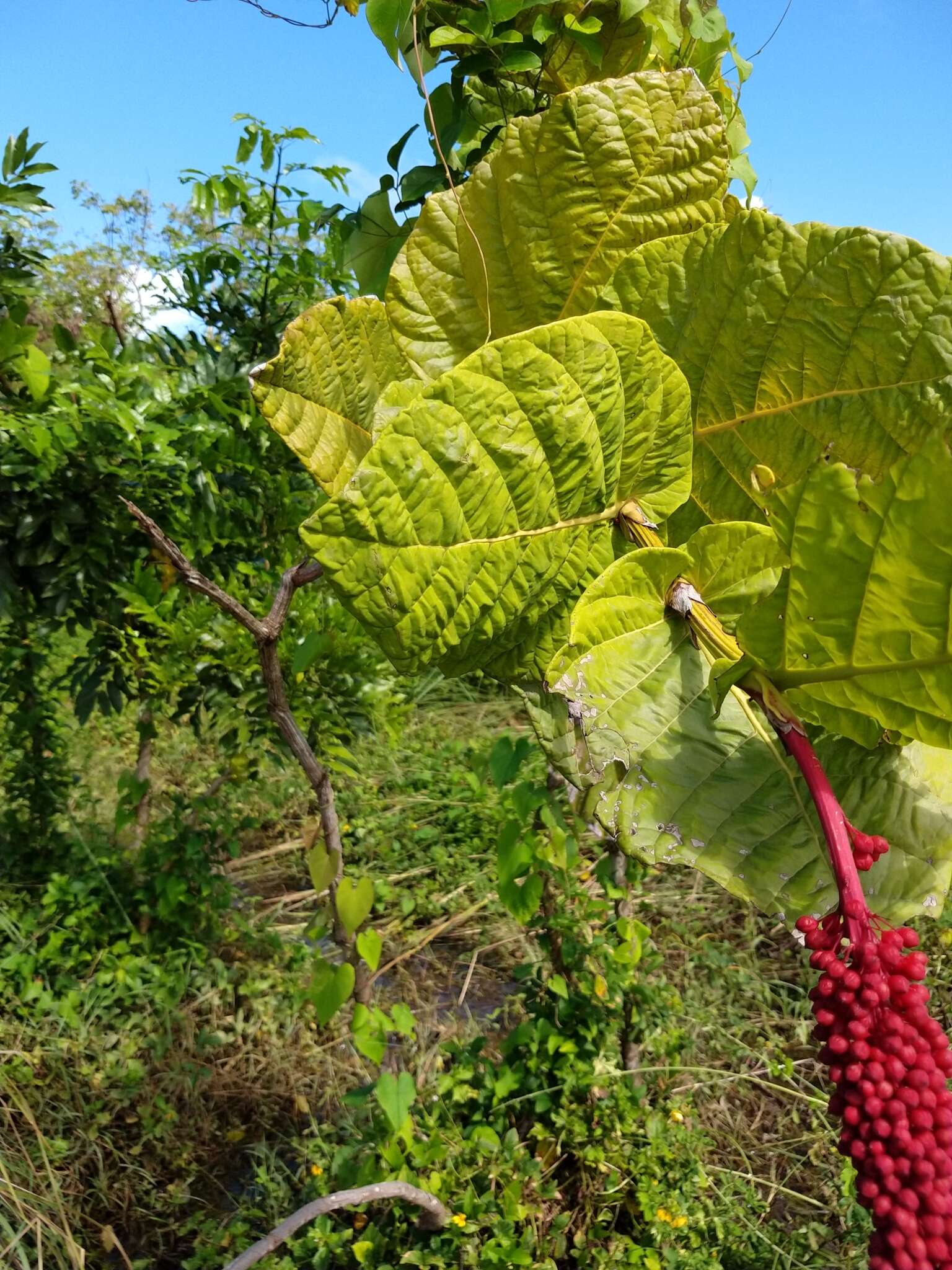 Coccoloba rugosa Desf. resmi