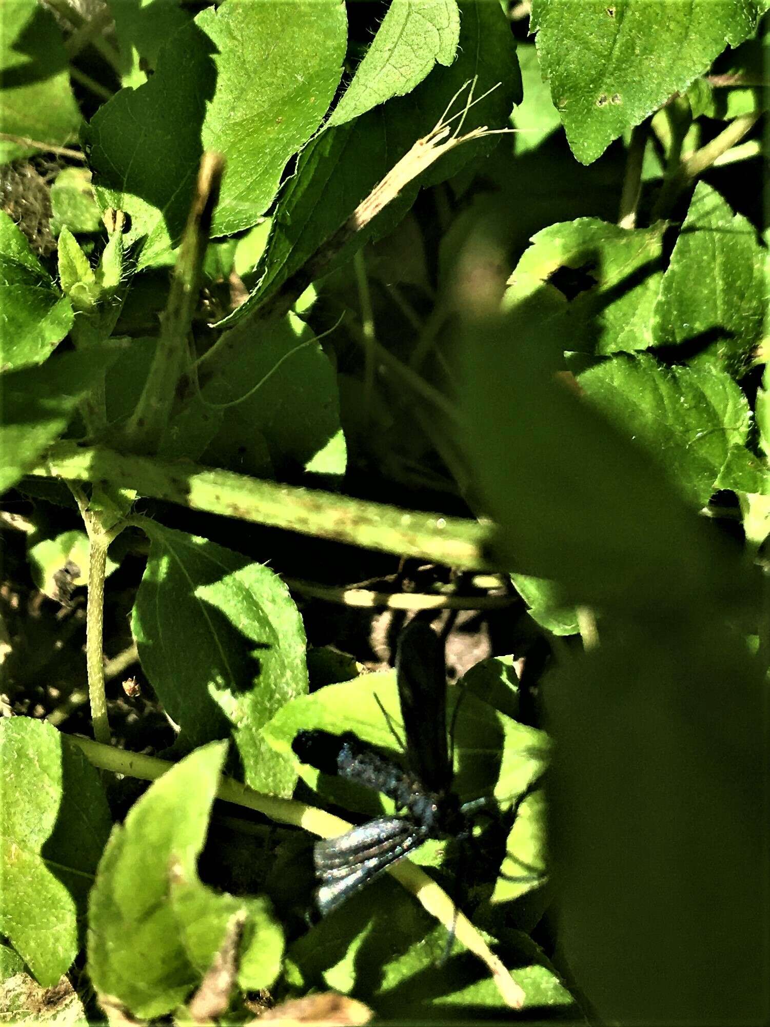 Image of Western Grapeleaf Skeletonizer