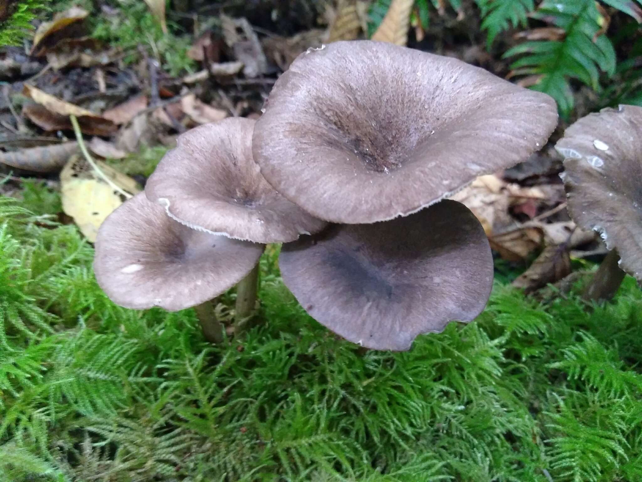 Image of Pseudoclitocybe