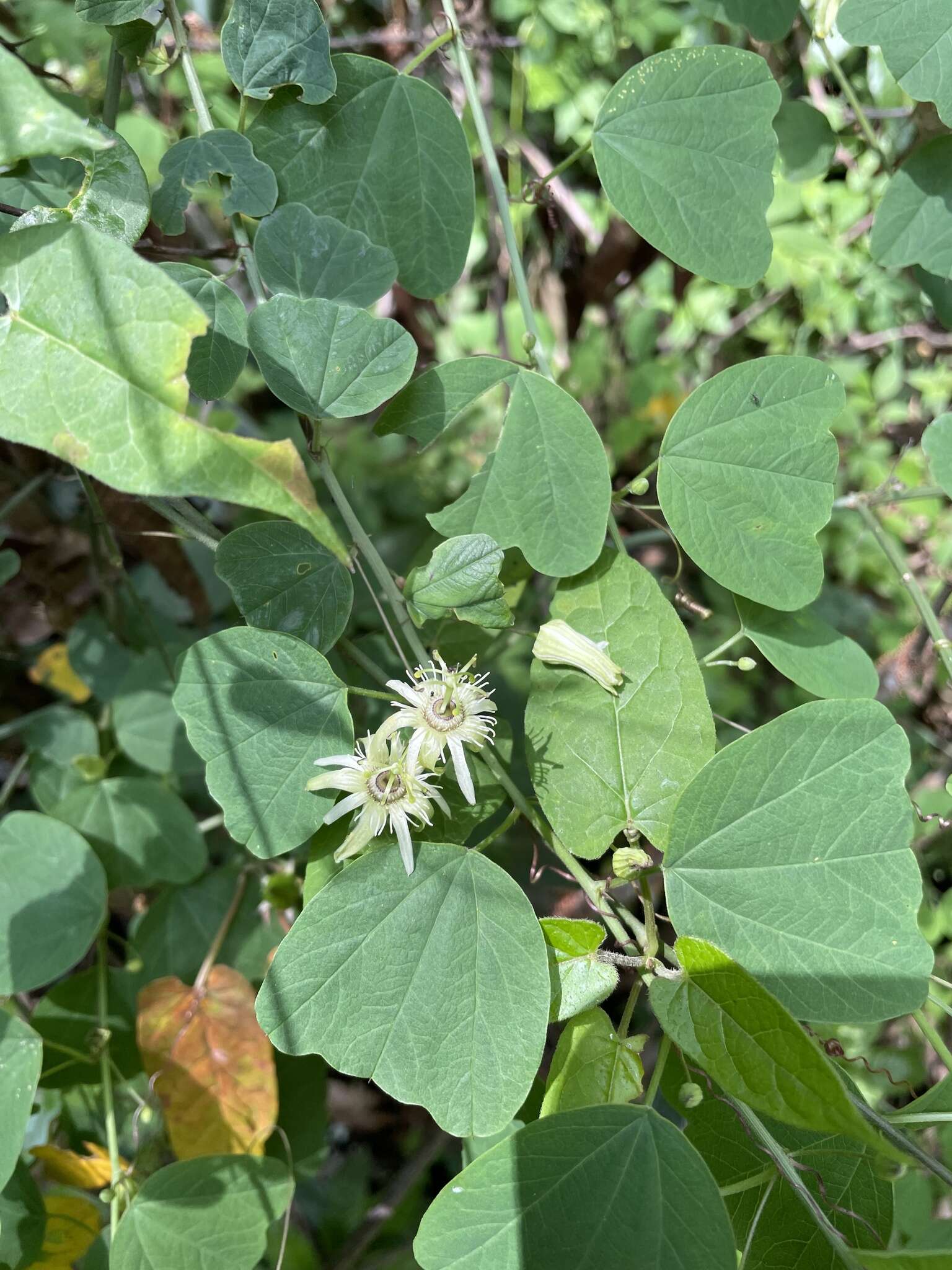 Passiflora pavonis Mast.的圖片