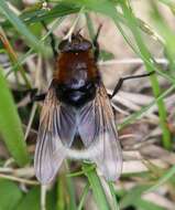 Sivun Mesembrina mystacea (Linnaeus 1758) kuva