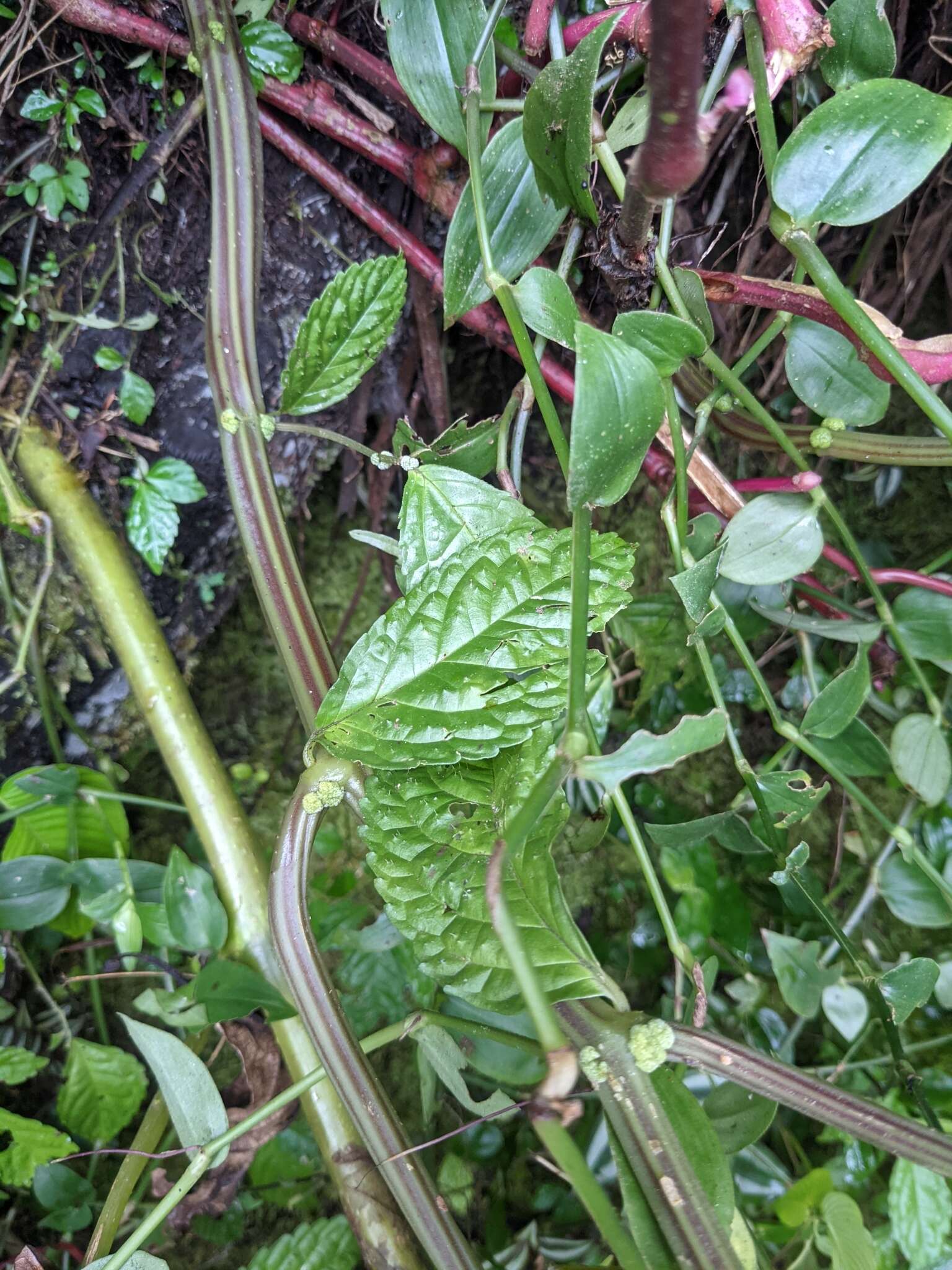 Image of Elatostema oblongifolium Fu