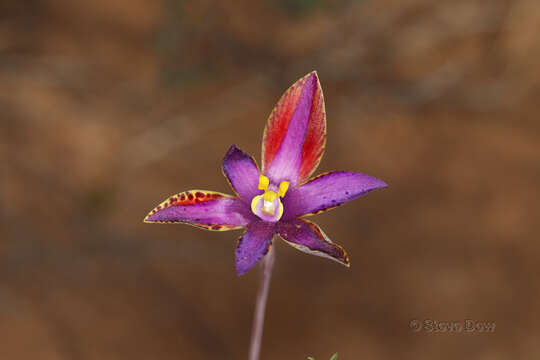 Image of Thelymitra speciosa Jeanes