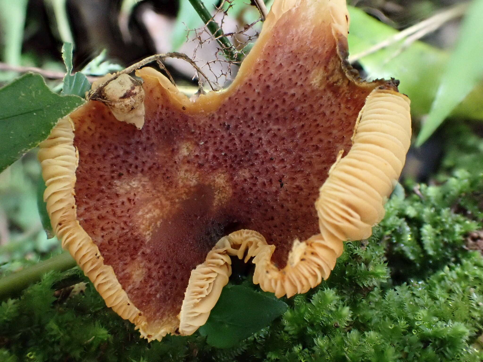 Imagem de Gymnopilus aeruginosus (Peck) Singer 1951