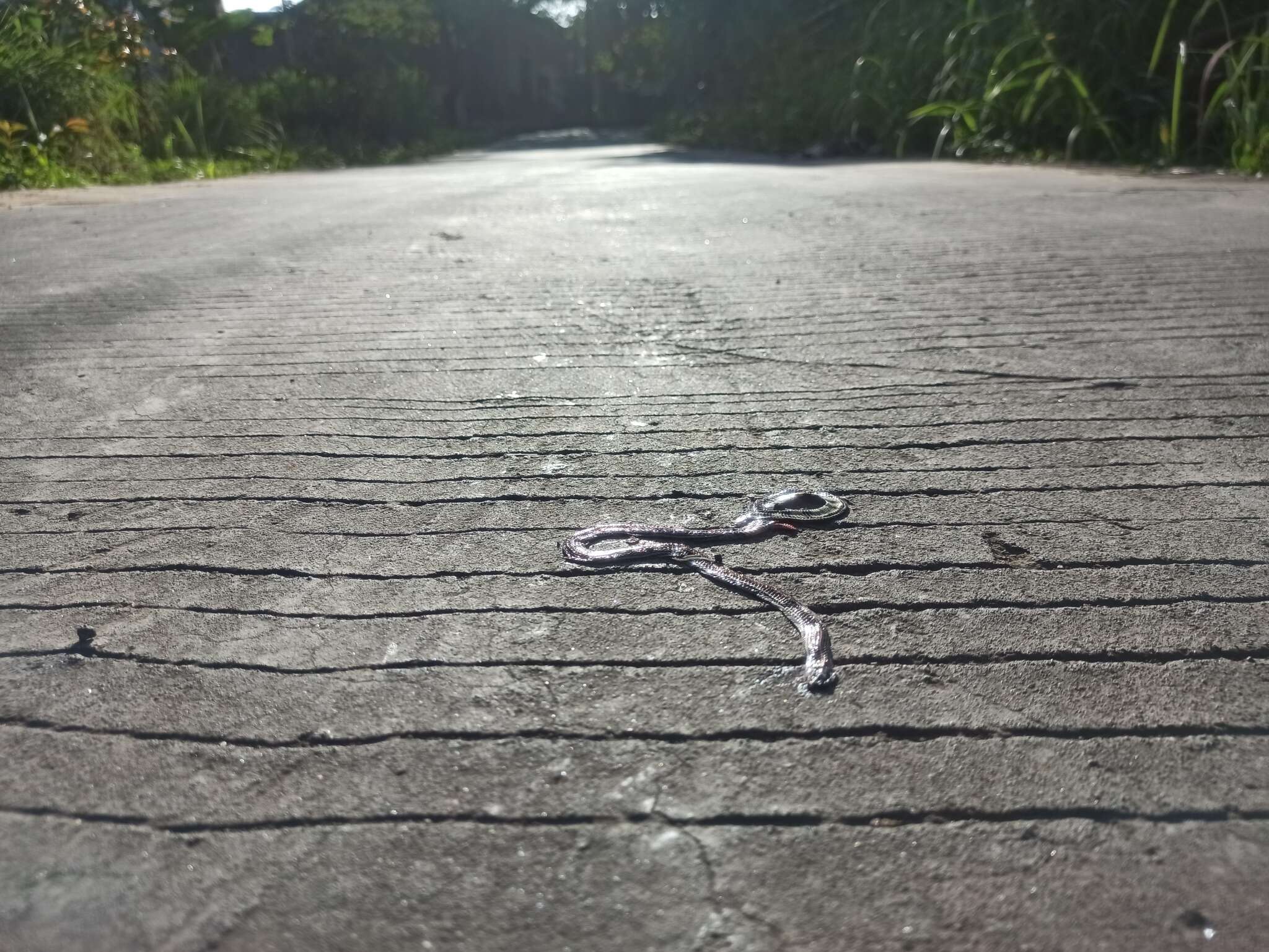 Image of Banded Malaysian Coral Snake