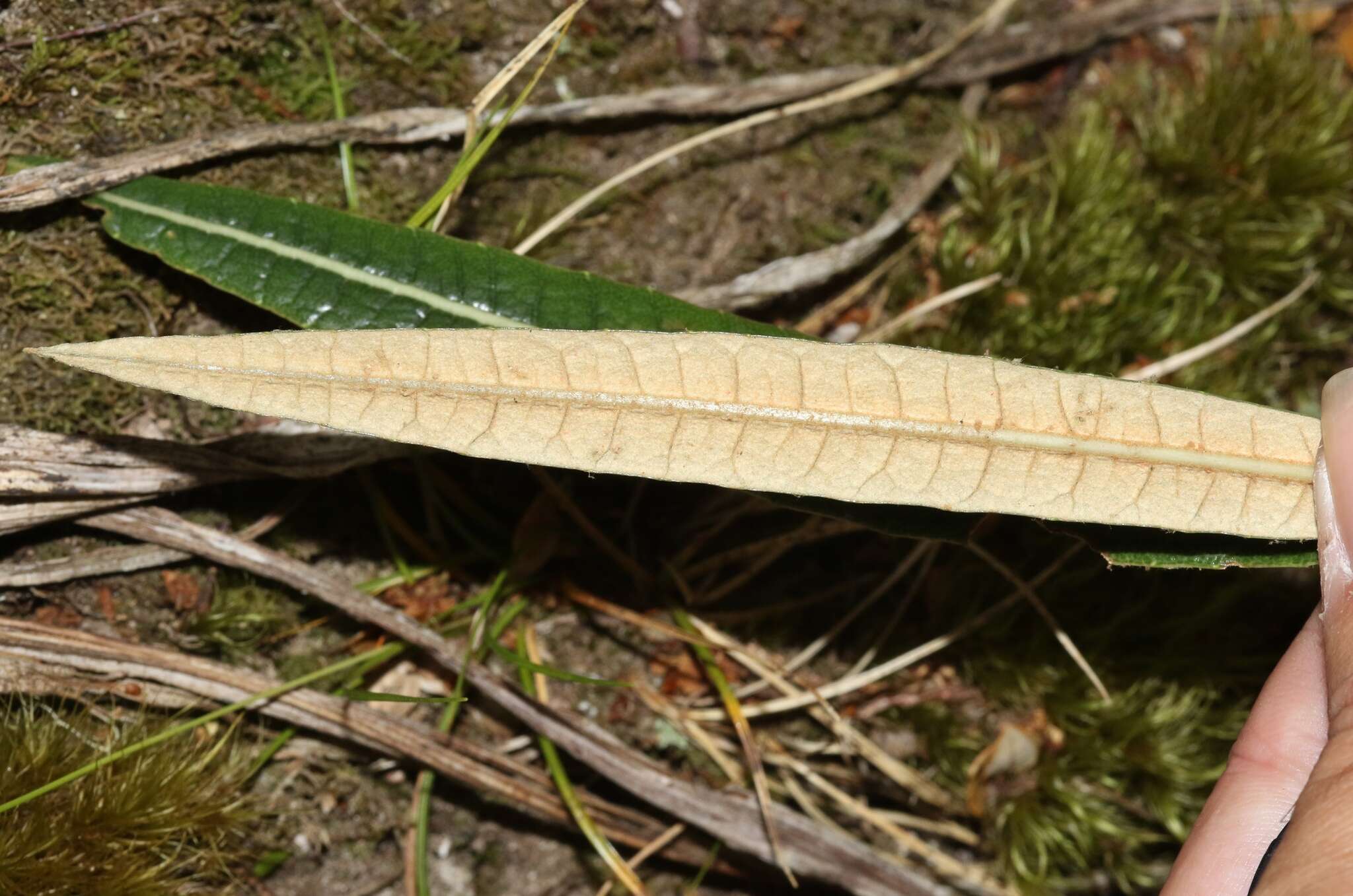 Слика од Olearia lacunosa Hook. fil.