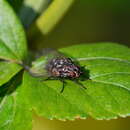 Image of Dasyphora albofasciata (Macquart & Berthelot 1839)