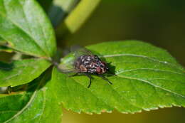 صورة Dasyphora albofasciata (Macquart & Berthelot 1839)