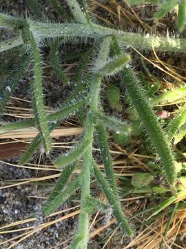 Imagem de Johnstonella angustifolia (Torr.) Hasenstab & M. G. Simpson