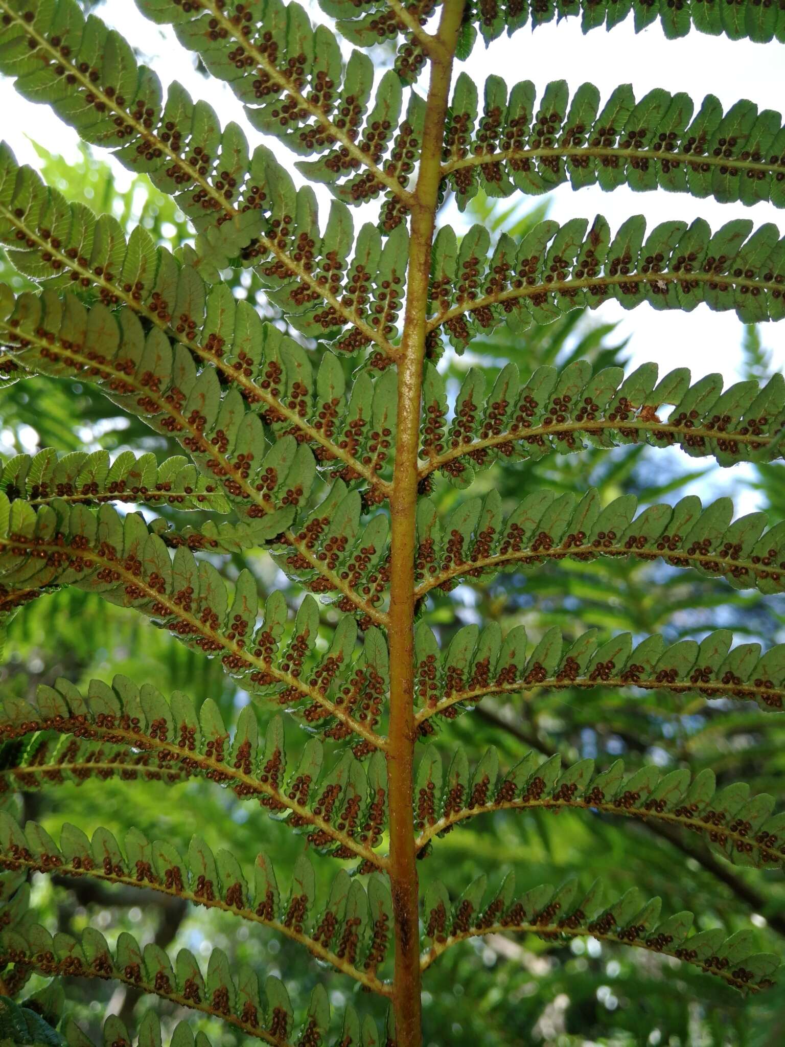 Image of Grassland tree fern