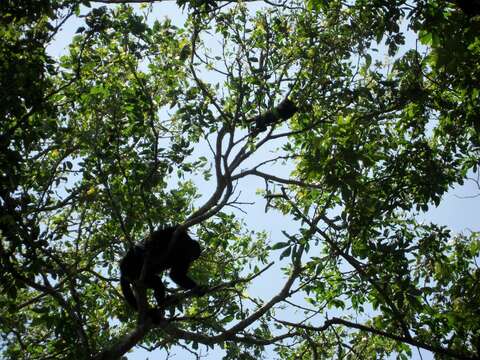 Image of Black Howling Monkey