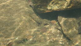 Image of Glossogobius illimis Hoese & Allen 2012