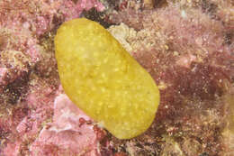 Image of Pseudodistoma crucigaster Gaill 1972