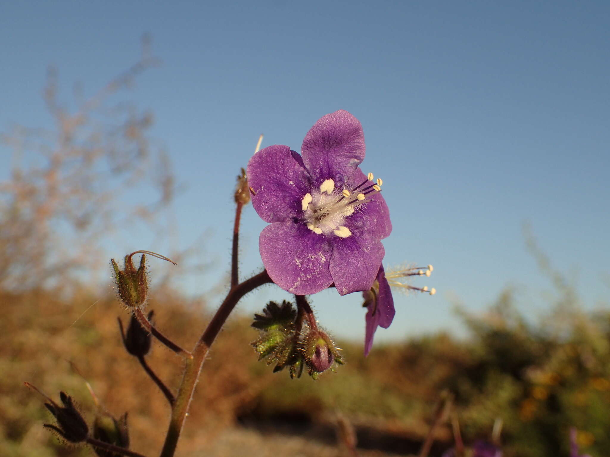 Image of Parry's phacelia