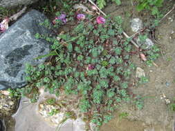 Image of Veronica telephiifolia subsp. glareosa (Somm. & Levier) M. Fisch.