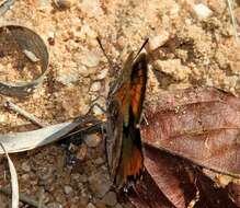 Image of Aloeides damarensis mashona Tite & Dickson 1973