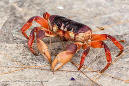 Image of Gecarcinus ruricola (Linnaeus 1758)