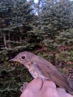 Image of Bicknell's thrush